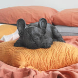 Sleeping Frenchie